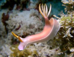 Found on North Reef, Salang Bay, Tioman Island, Malaysia by Grahame Massicks 